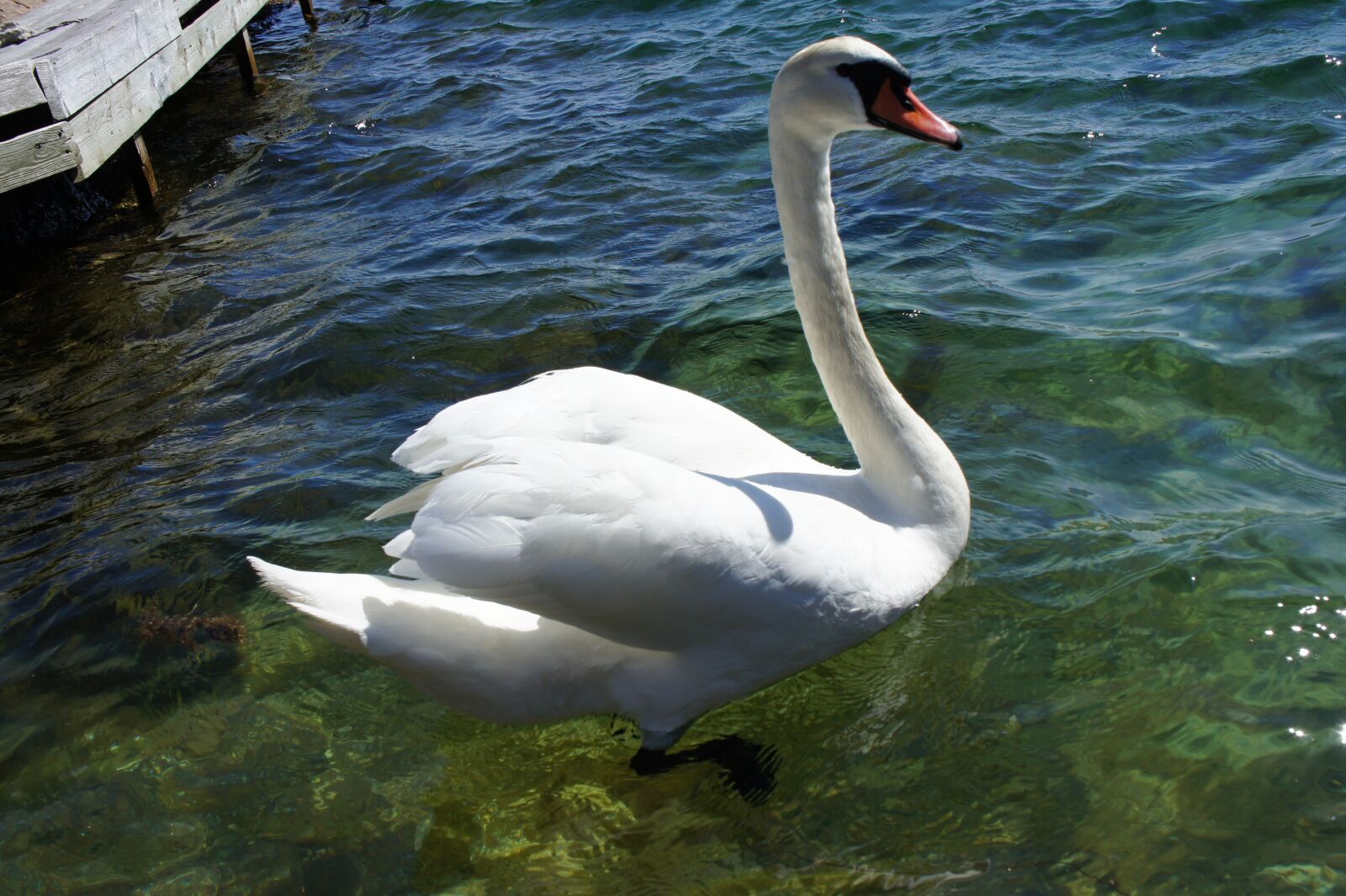 Sony Alpha NEX-5 sample photo. Swan, bird, nature photography
