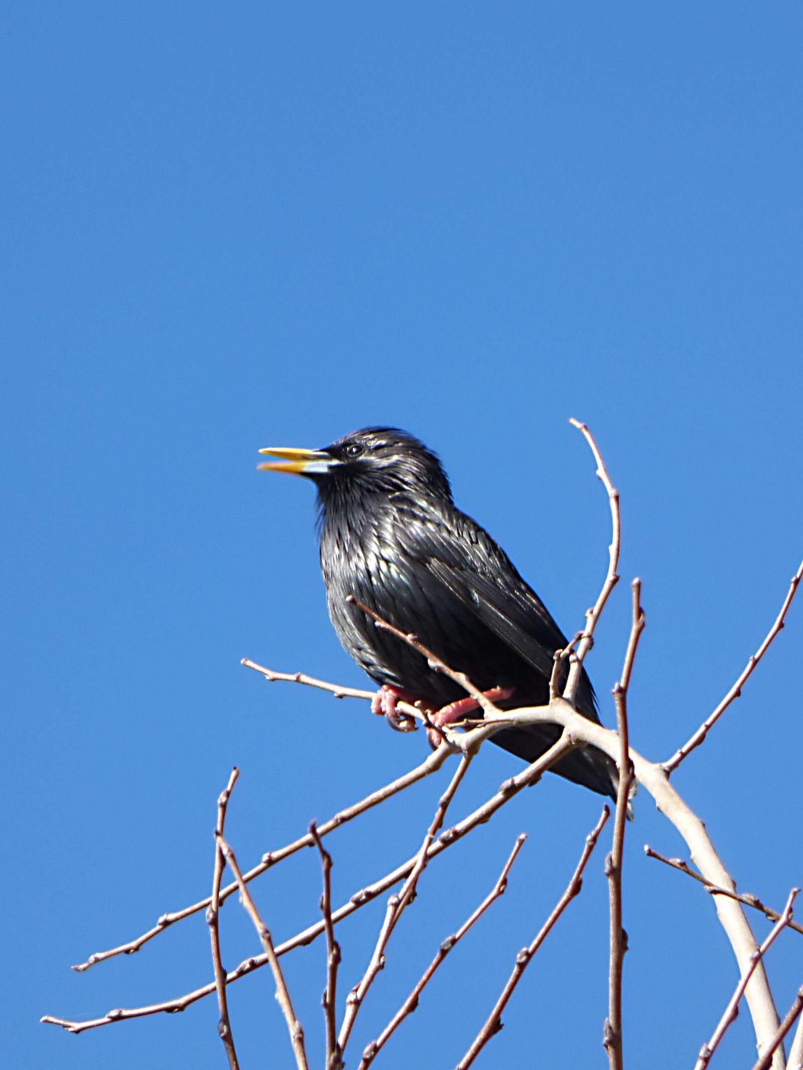 Panasonic Lumix DMC-FZ70 sample photo. Starling, branches, bird photography