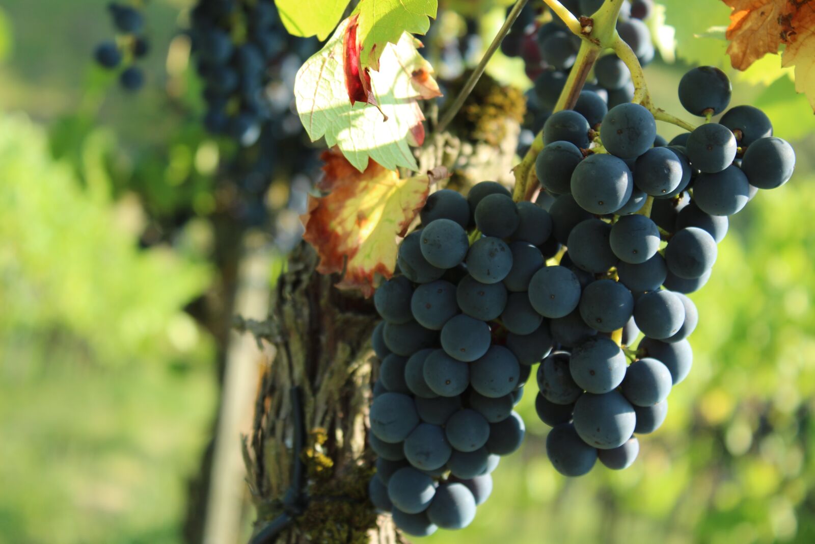 Canon EOS 1300D (EOS Rebel T6 / EOS Kiss X80) sample photo. Wine, grapes, grape photography
