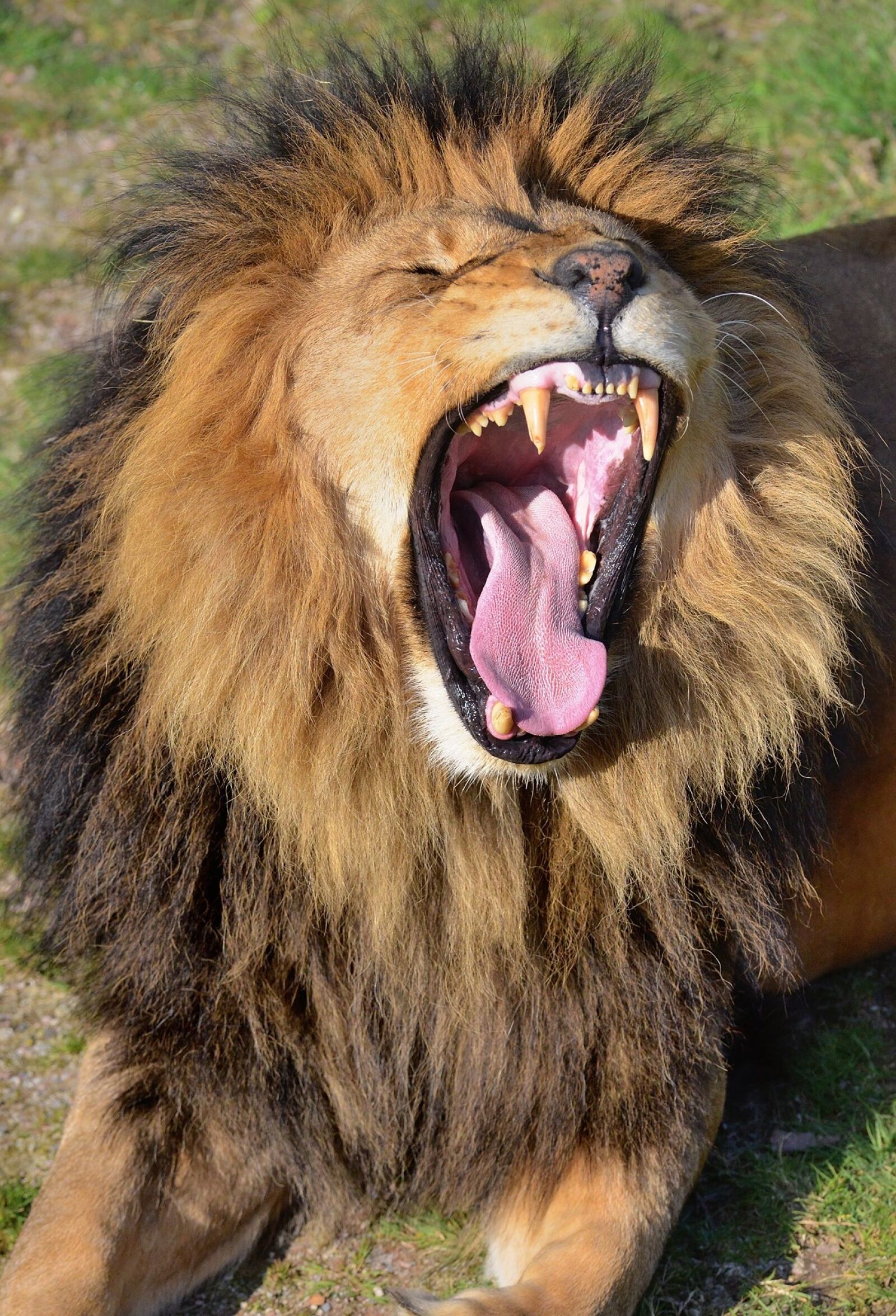 Nikon D800E sample photo. Lion, big cat, wild photography
