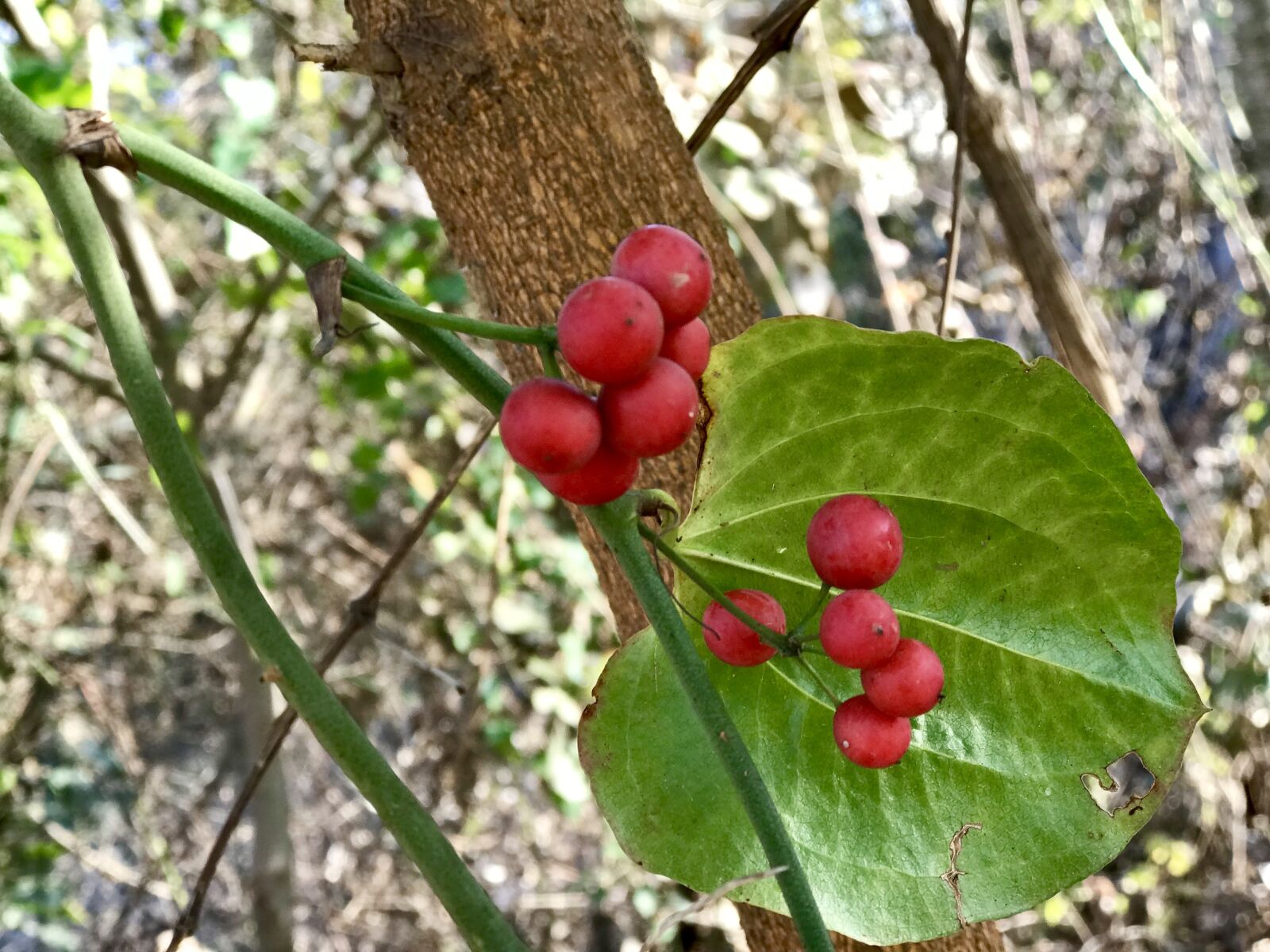 iPhone 7 Plus back dual camera 6.6mm f/2.8 sample photo. Nature, leaves, tree photography