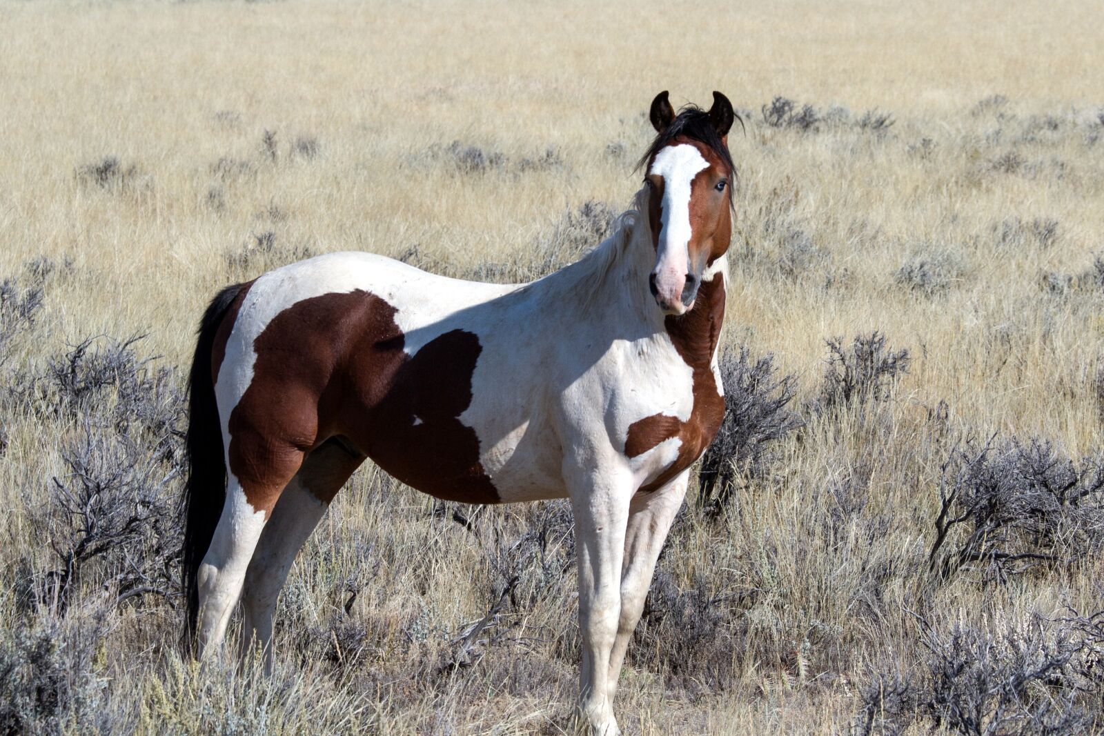 Canon EOS 7D sample photo. Wild horses, wild mustangs photography