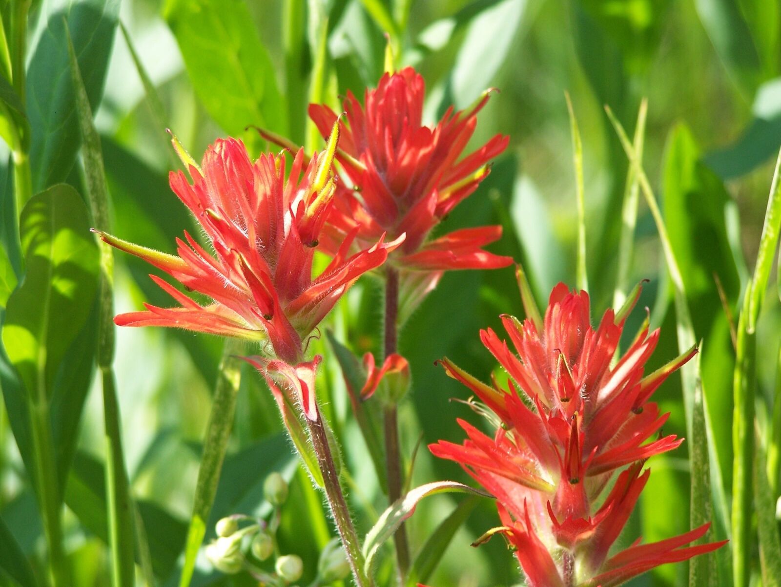 Kodak Z650 ZOOM DIGITAL CAMERA sample photo. Indian paintbrush, flowers, plant photography