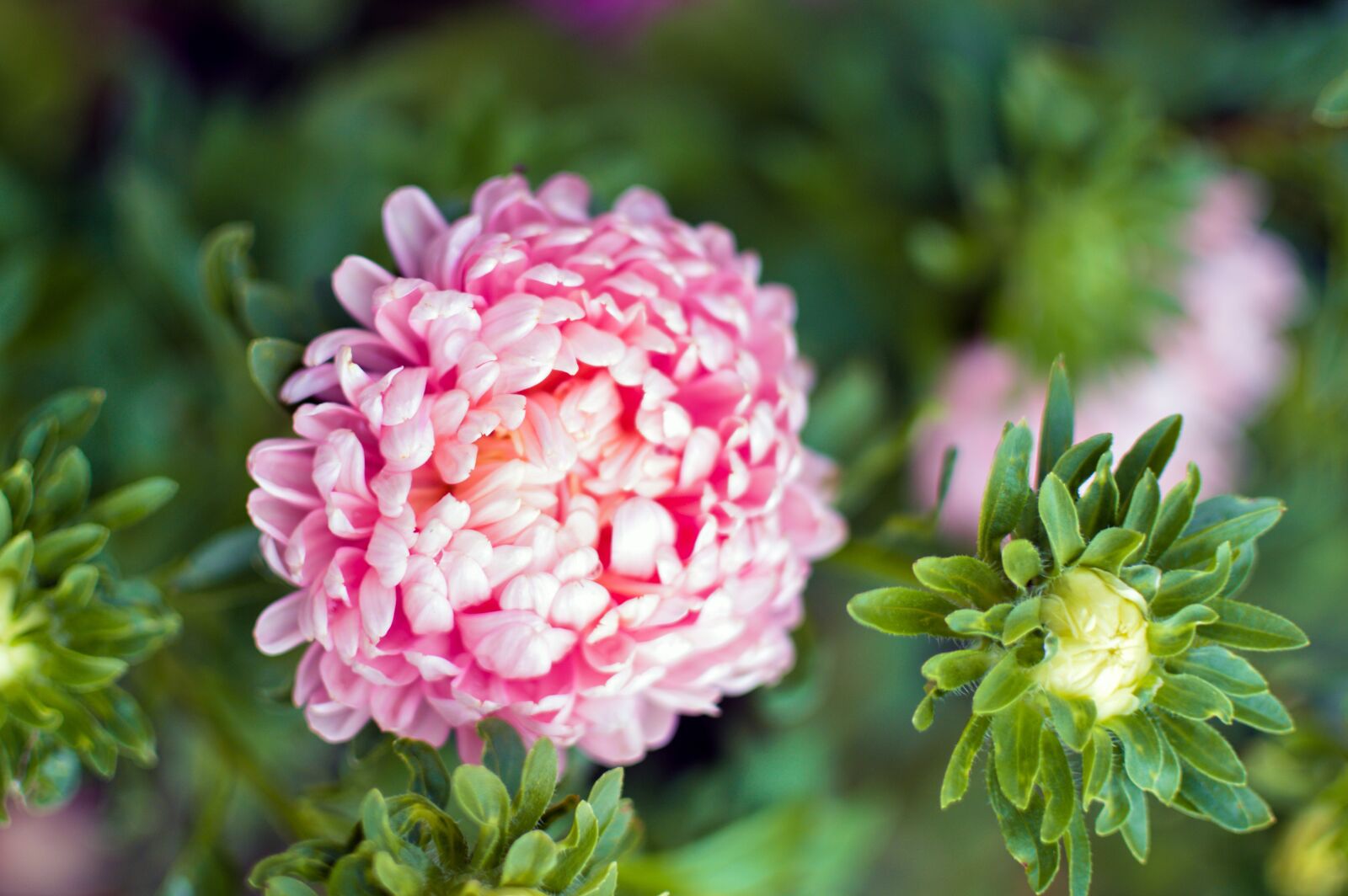 Nikon D3200 sample photo. Autumn, flower, aster photography