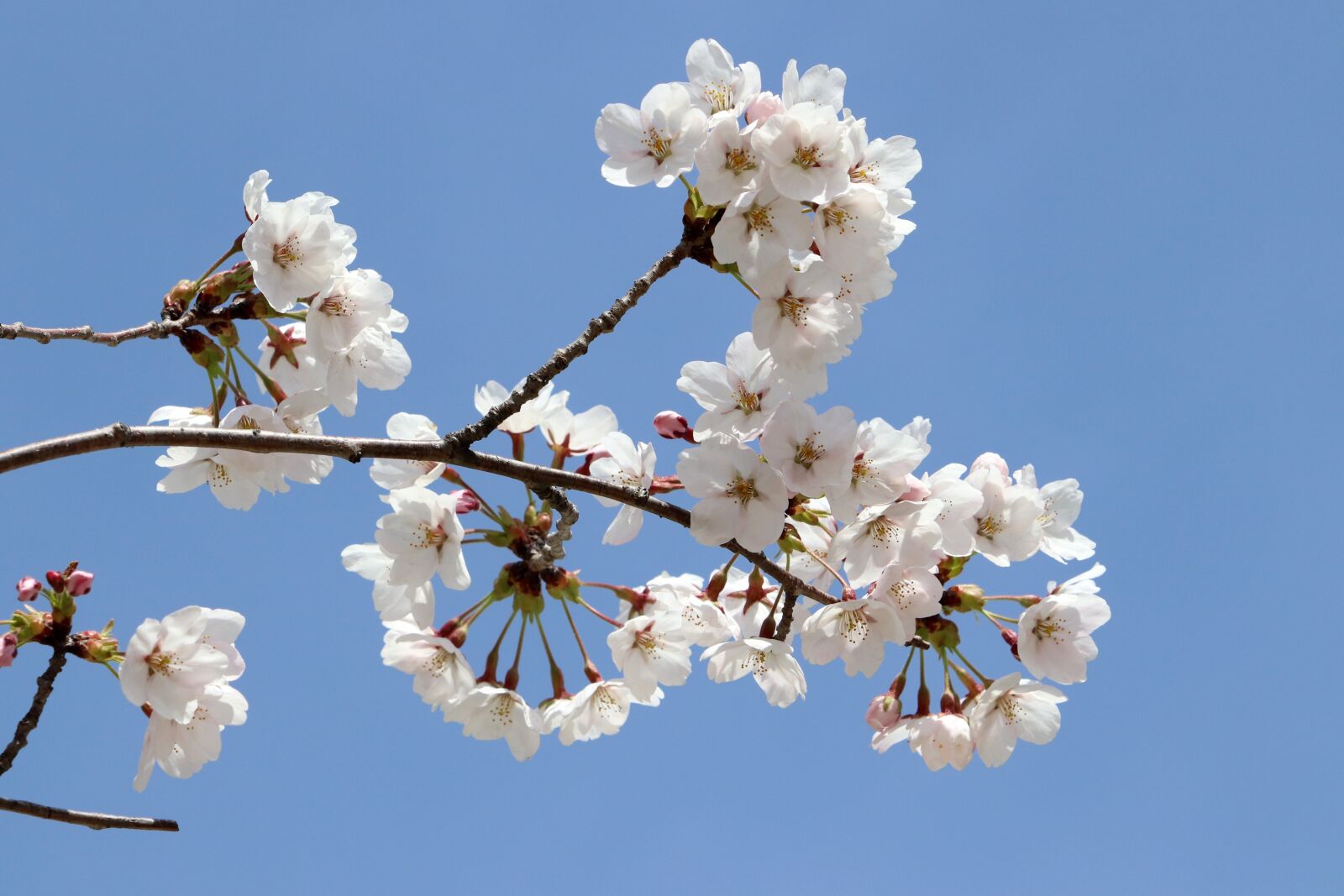 Canon EF 70-200mm F2.8L USM sample photo. Cherry blossom, spring, flowers photography