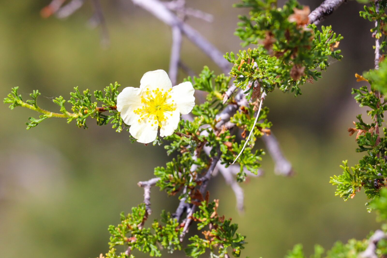 Canon EOS 200D (EOS Rebel SL2 / EOS Kiss X9) sample photo. Flower, tree, spring photography