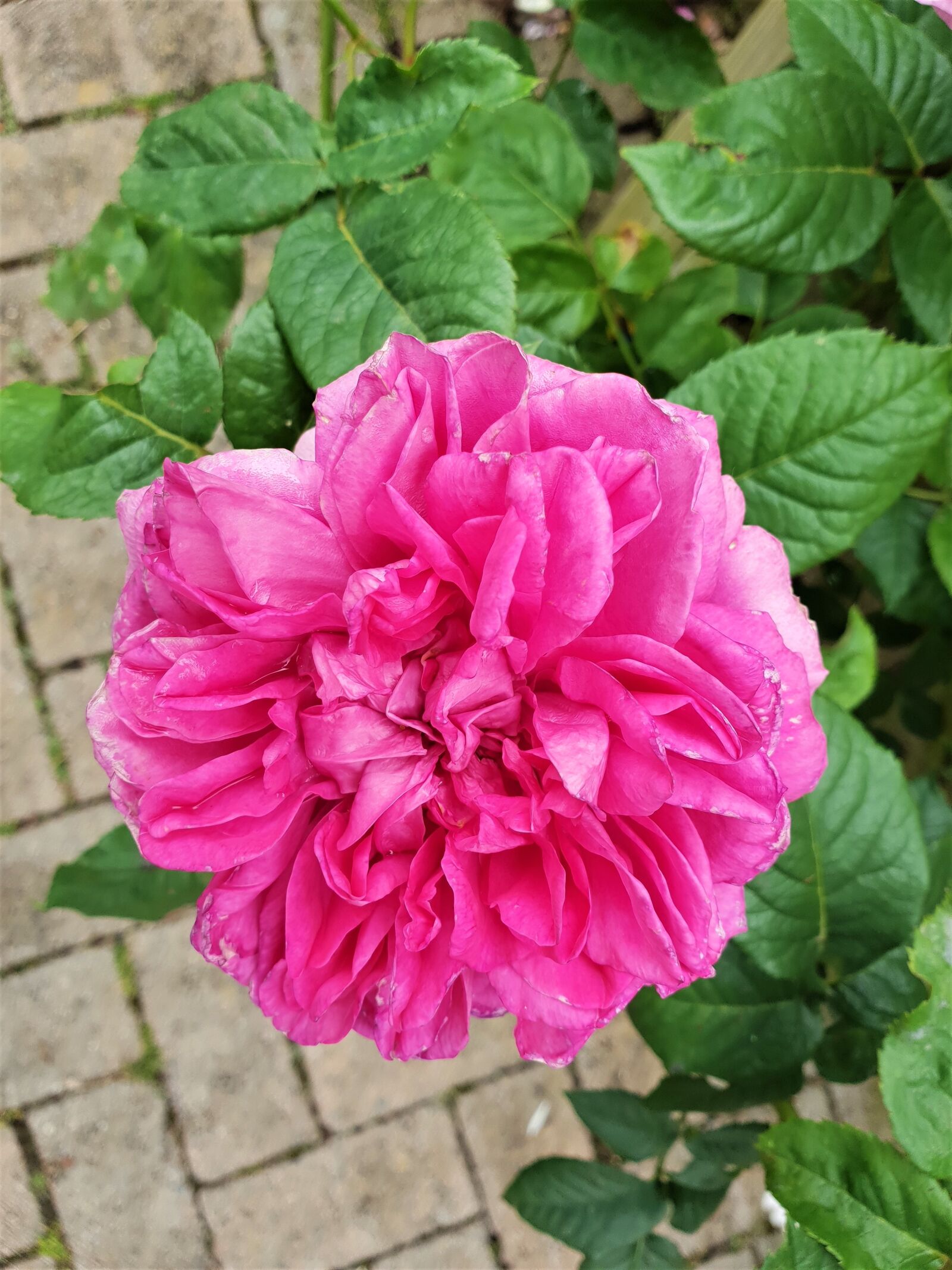 Samsung Galaxy S9+ sample photo. Flower, bloom, plant photography