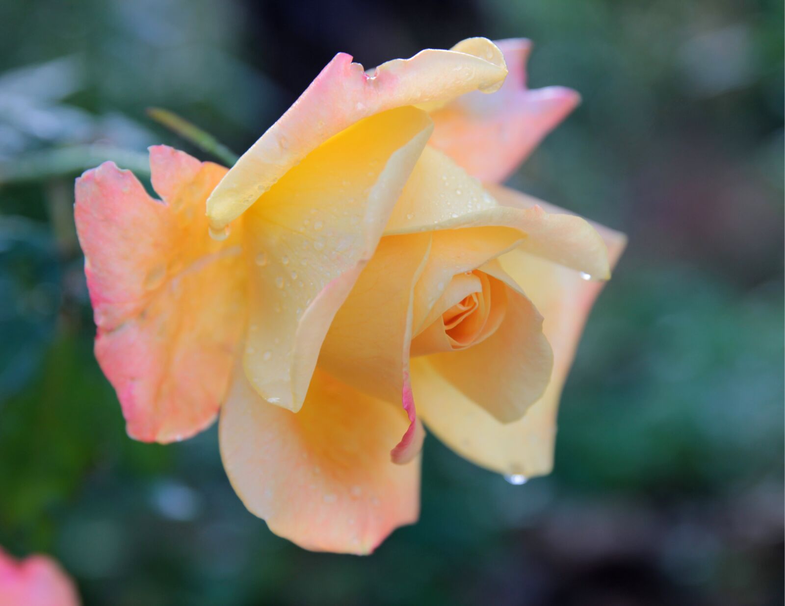 Canon EF 24-70mm F2.8L II USM sample photo. Rose, flower, plant photography