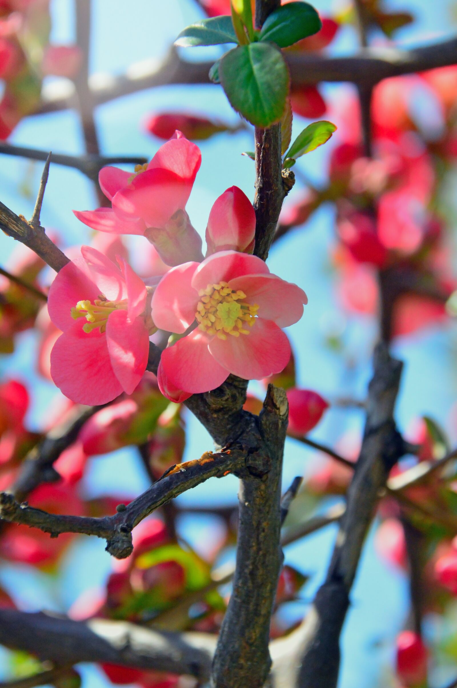 Nikon D3200 sample photo. Nature, flower, wood photography