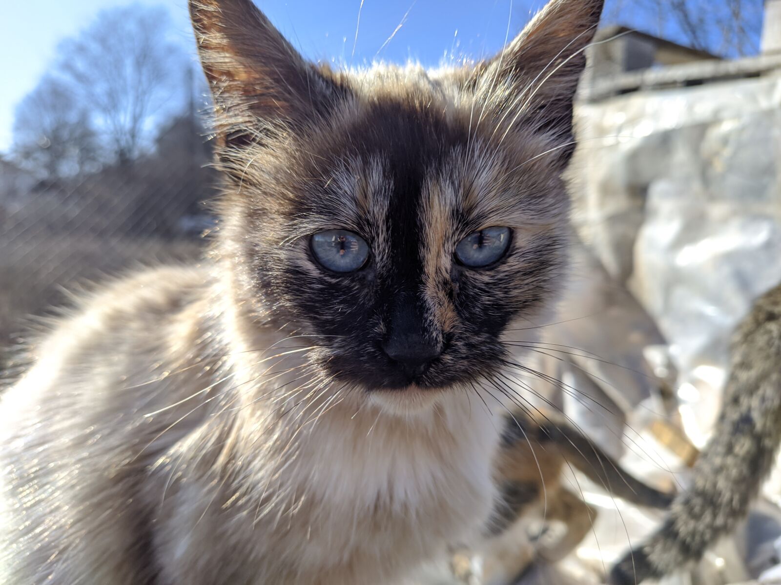 Xiaomi Mi A3 sample photo. Cat, white, nature photography