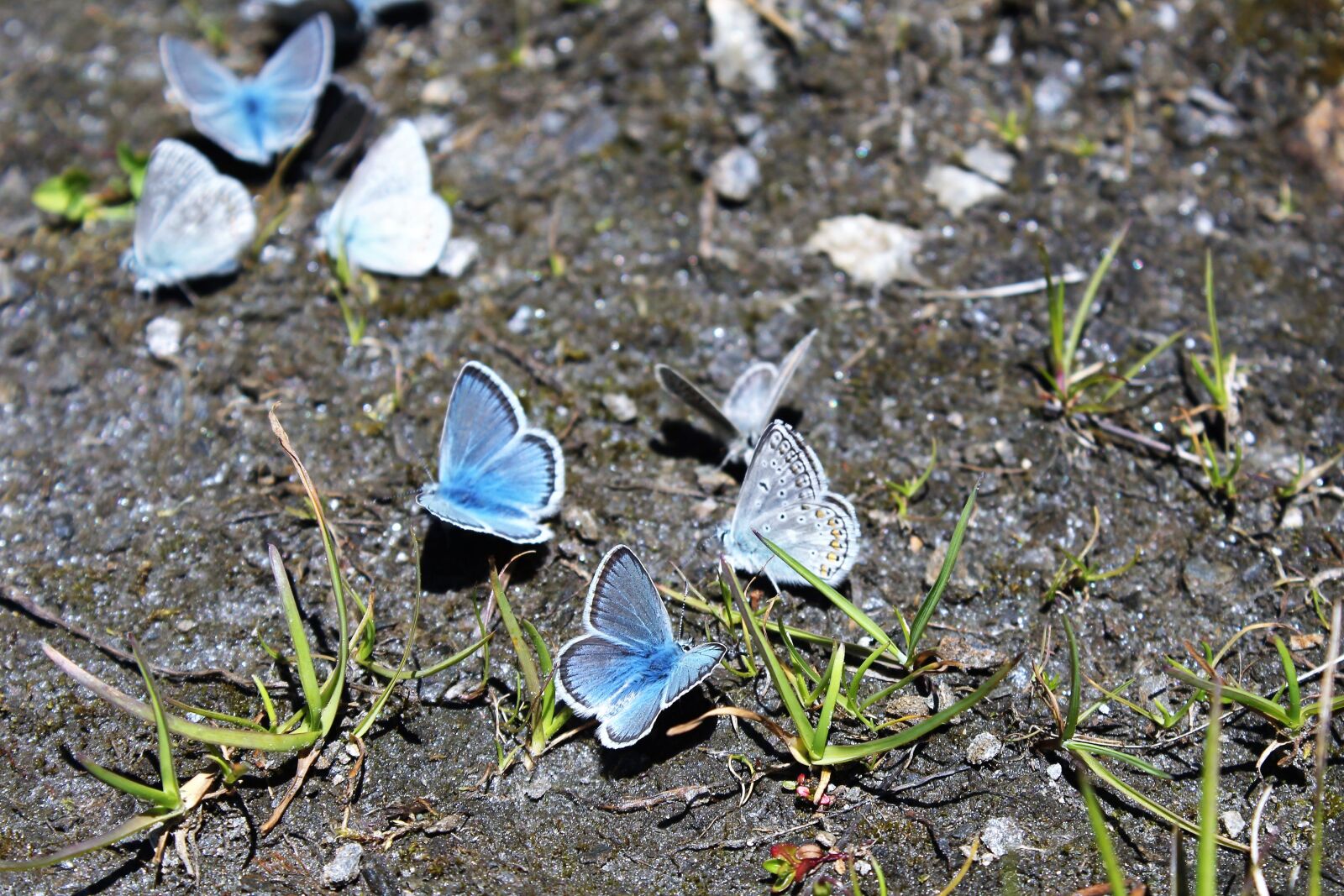 Canon EOS 1200D (EOS Rebel T5 / EOS Kiss X70 / EOS Hi) sample photo. Butterfly, blue, nature photography