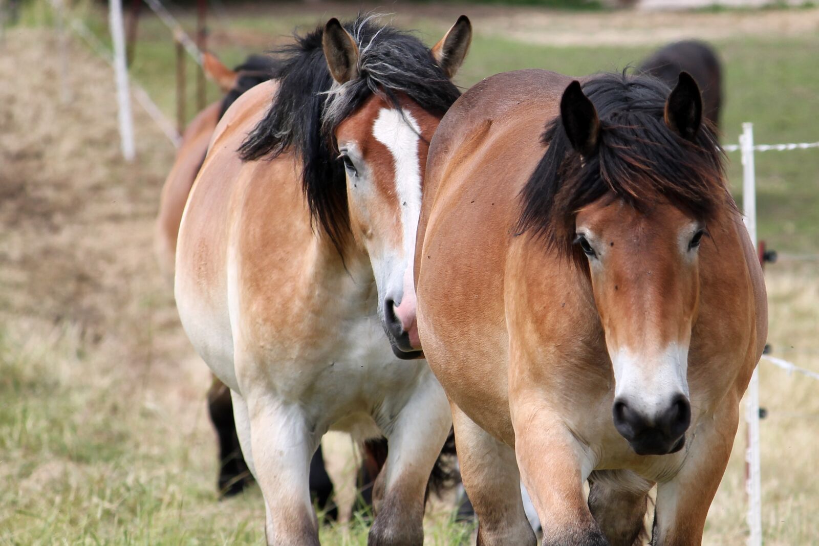 Canon EF-S 55-250mm F4-5.6 IS II sample photo. Cold blooded animals, horses photography