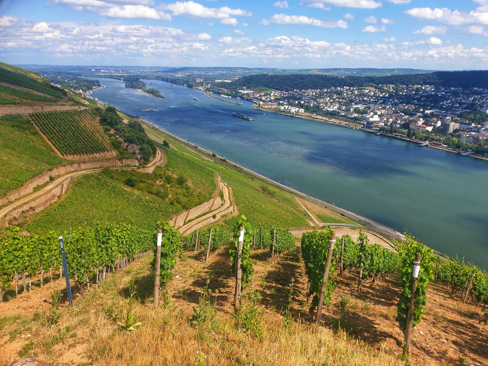 Samsung Galaxy S9 sample photo. Rhine, vineyards, nature photography