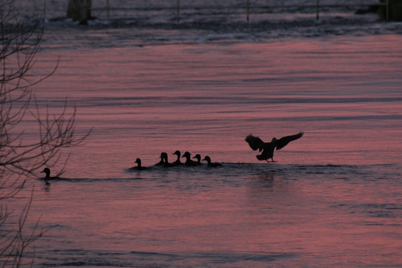 Canon EOS 60D sample photo. Sunset, water, ducks photography