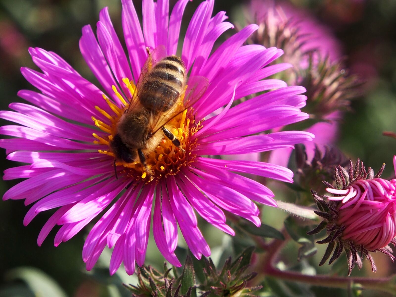 Olympus OM-D E-M5 sample photo. Autumn flower, asters, autumn photography