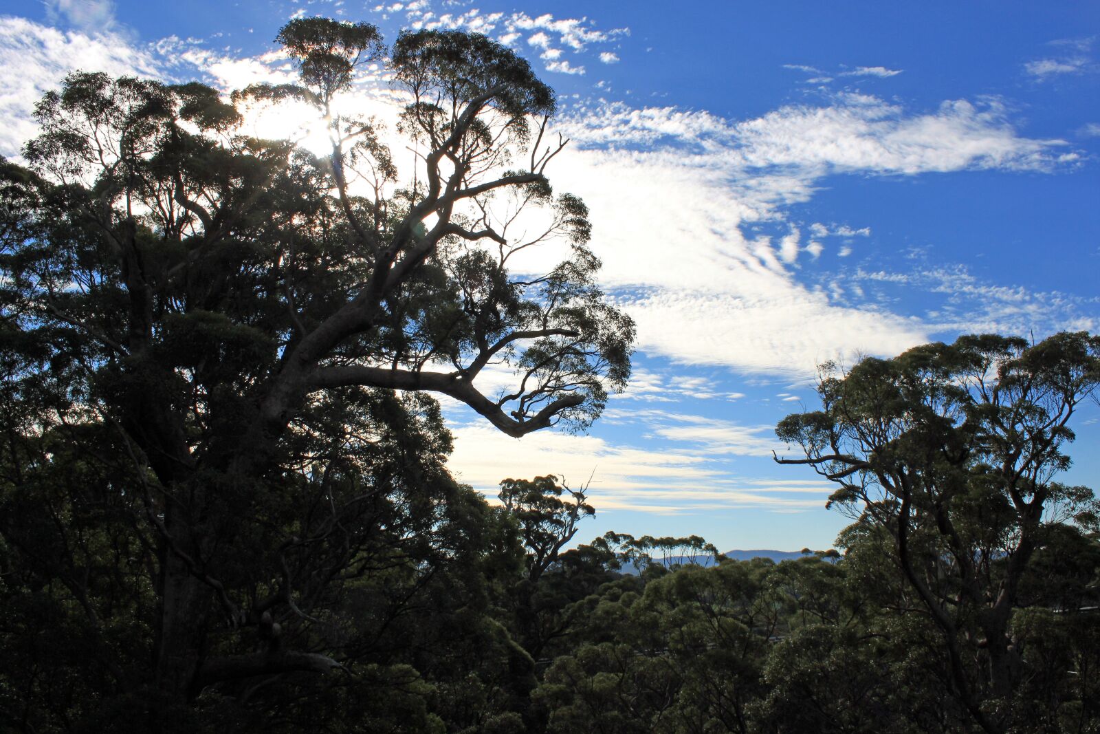 Canon EOS 500D (EOS Rebel T1i / EOS Kiss X3) sample photo. Forest, backlighting, clouds photography