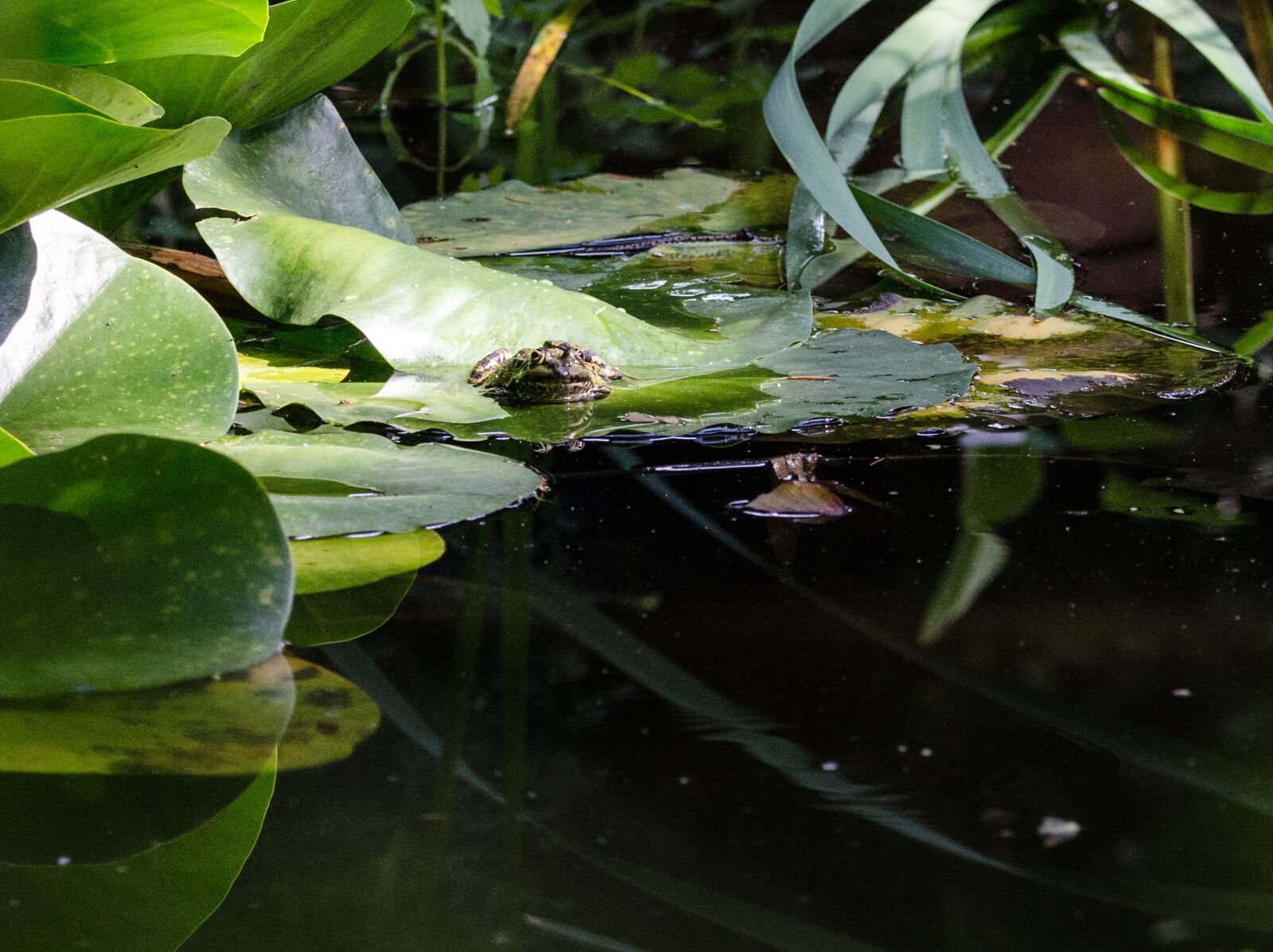 Nikon D5100 sample photo. Frog, pond, water photography
