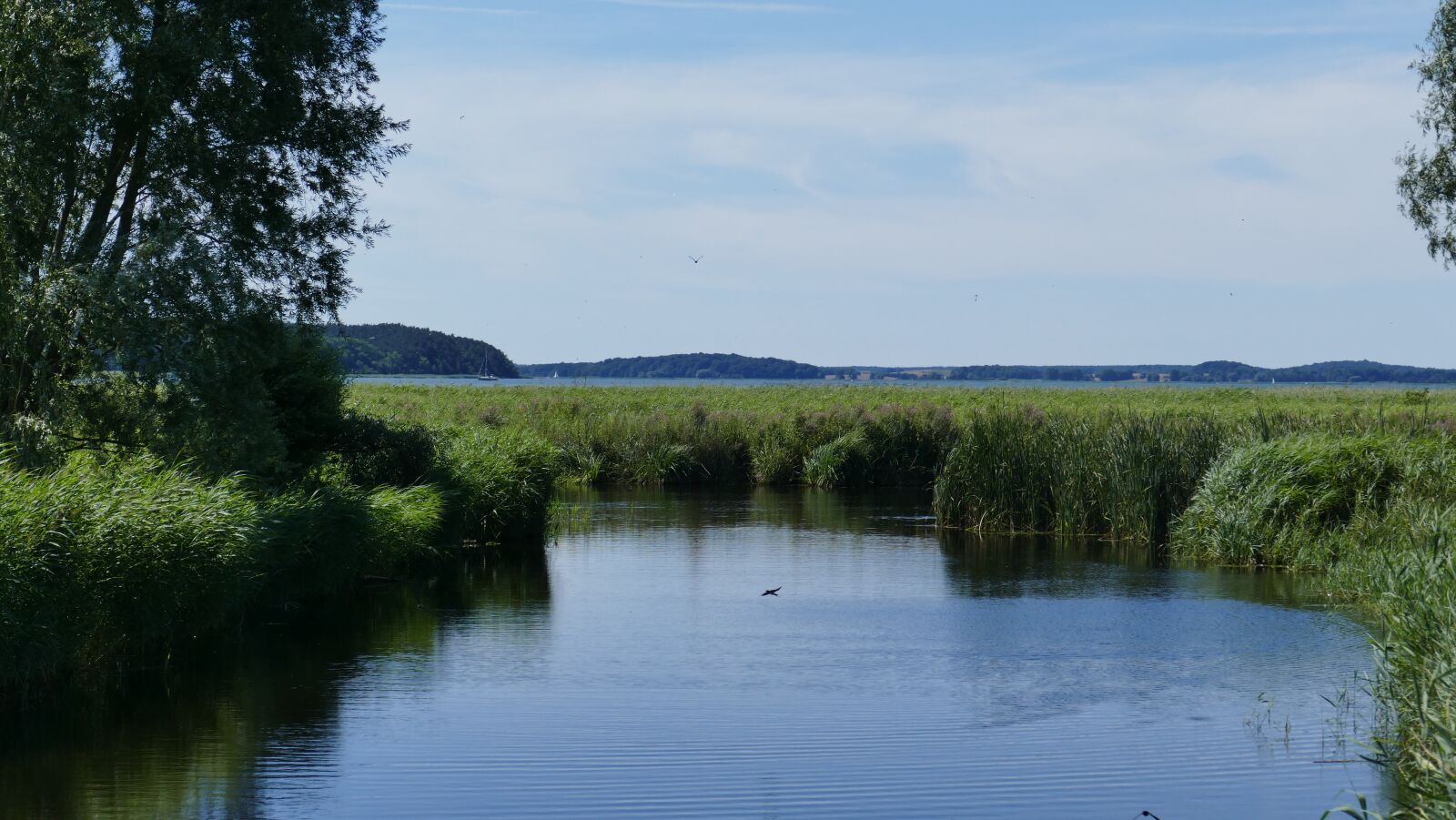 Leica V-Lux (Typ 114) sample photo. Pond, reed, tree photography