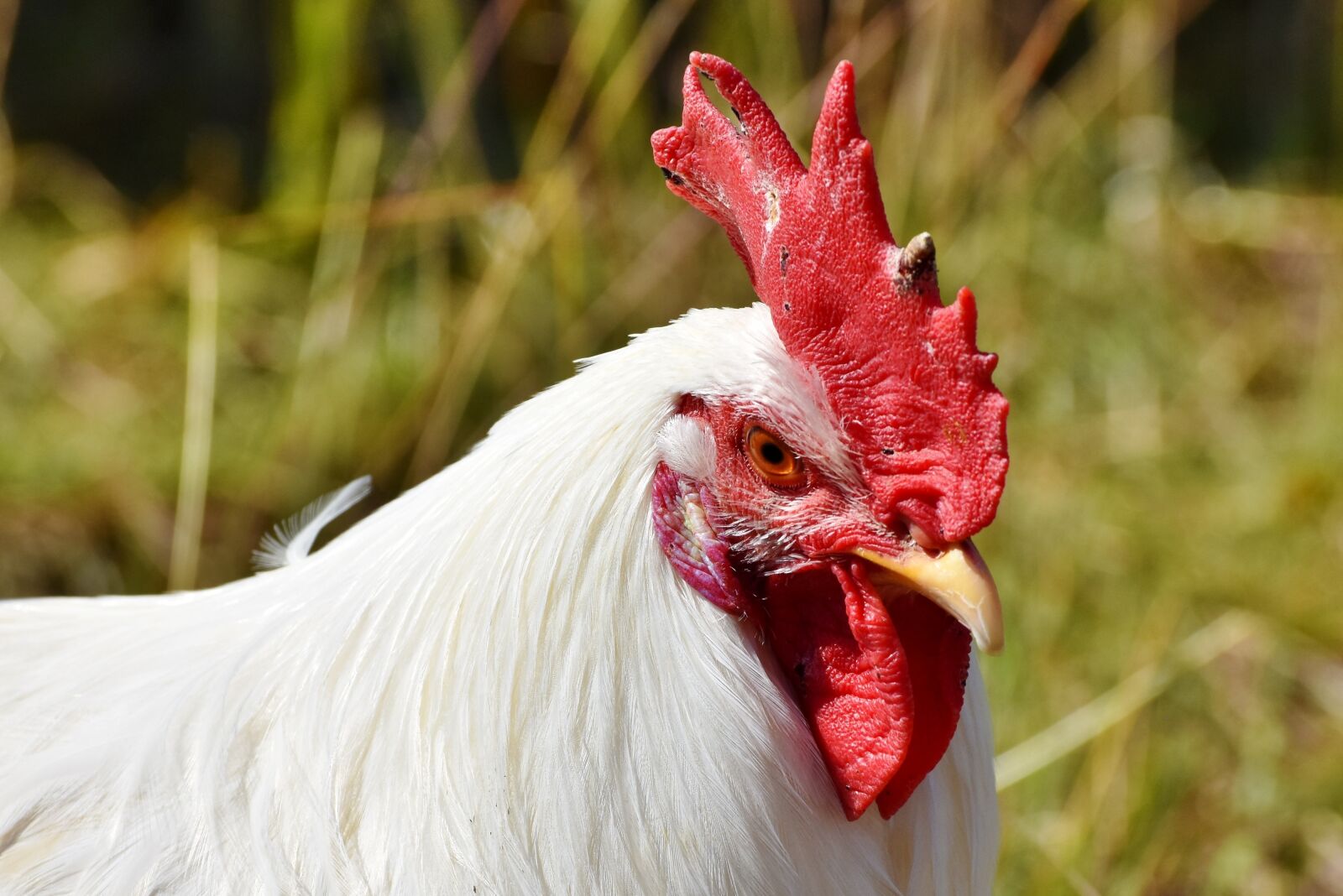 Nikon D7200 sample photo. Hahn, crow, poultry photography
