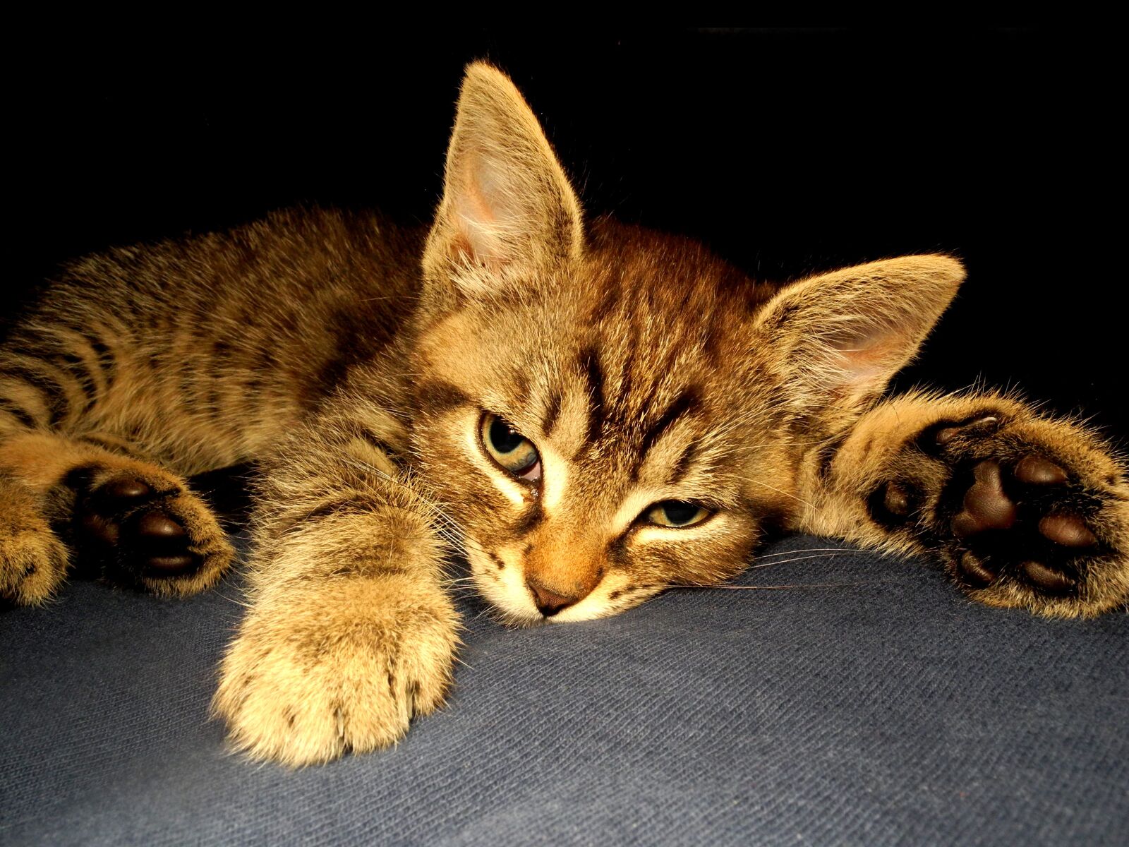 Nikon Coolpix P7000 sample photo. Kitten, cat, cute photography