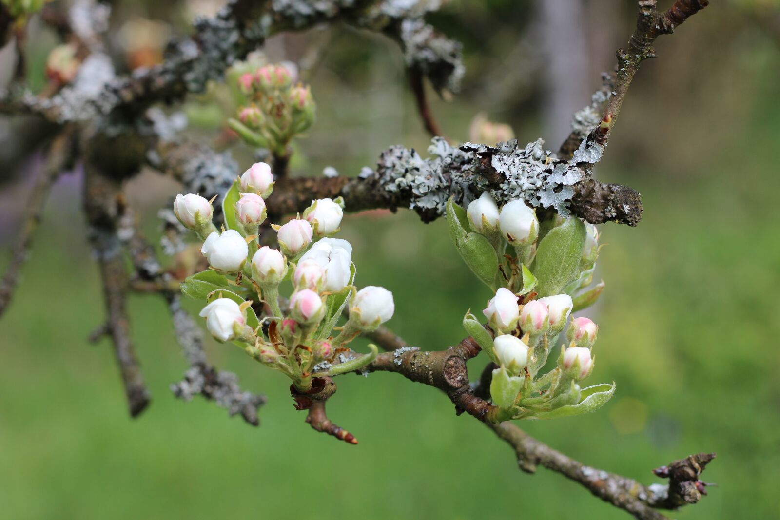 Canon EOS 600D (Rebel EOS T3i / EOS Kiss X5) + Canon EF 50mm F1.8 II sample photo. Blossom, bloom, branch photography