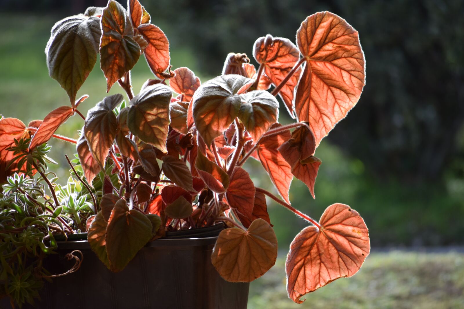 Nikon D5300 sample photo. Leaf, nature, plant photography