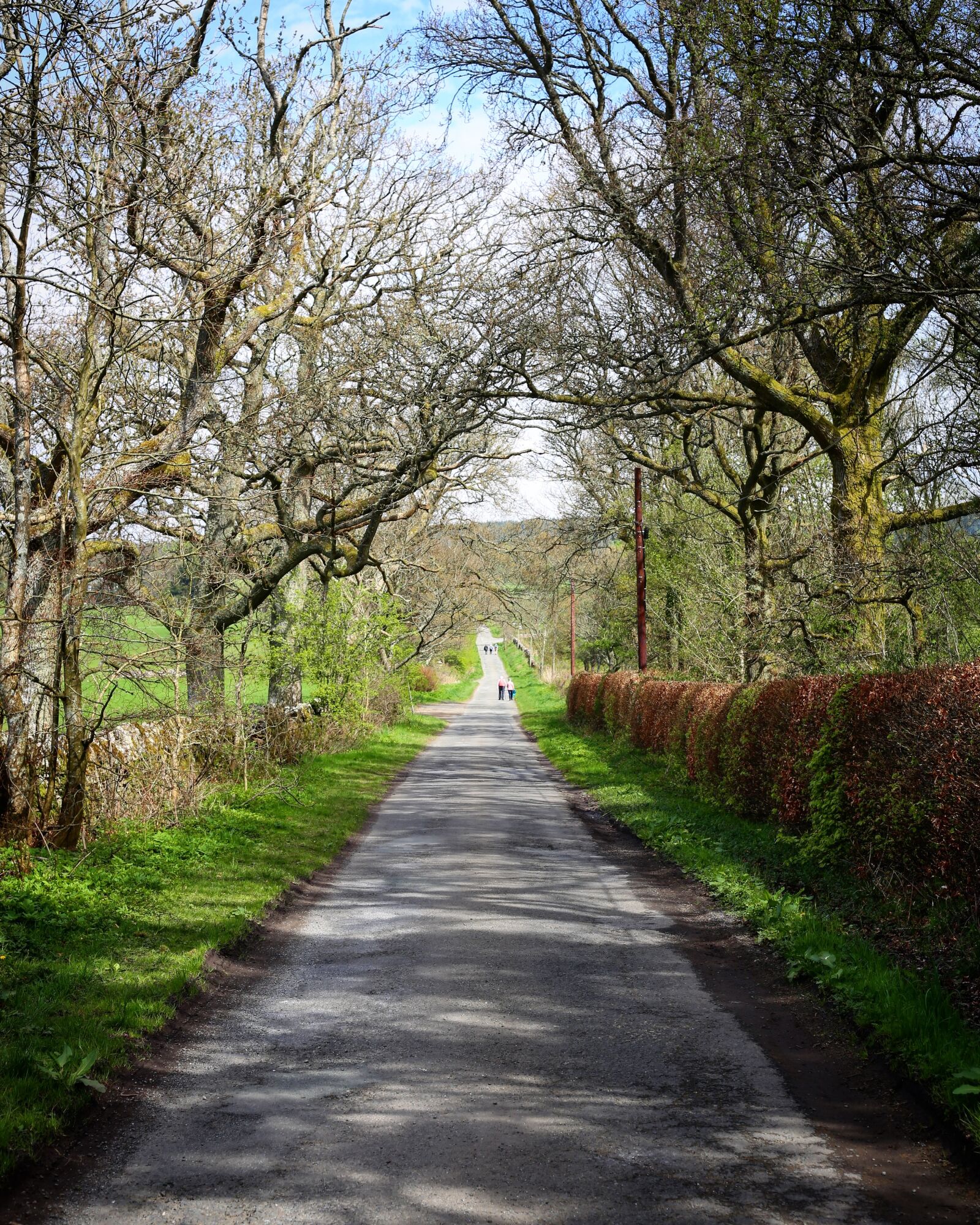 Canon EF 50mm F1.8 STM sample photo. Path, road, trees photography