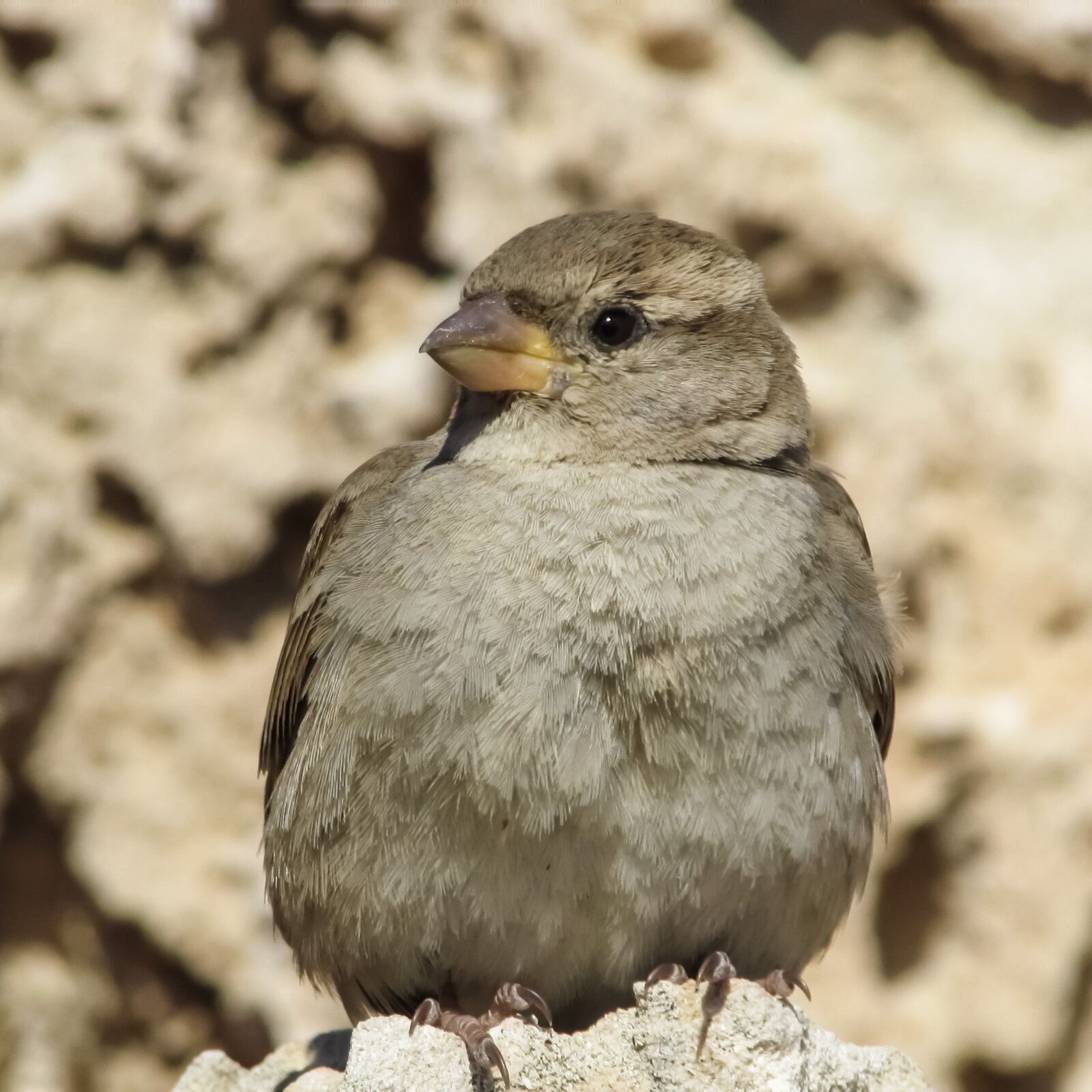 Canon PowerShot SX400 IS sample photo. Sparrow, bird, wildlife photography