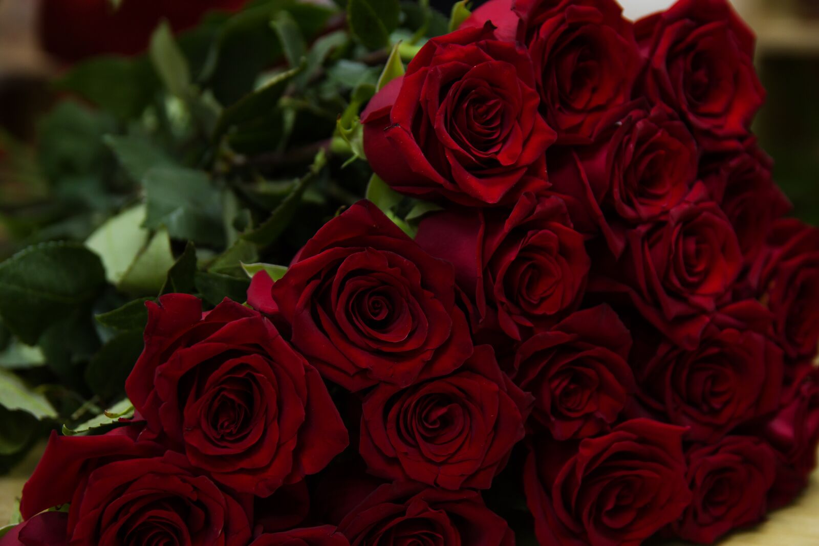 Canon EOS 70D sample photo. Rose, roses, flower photography