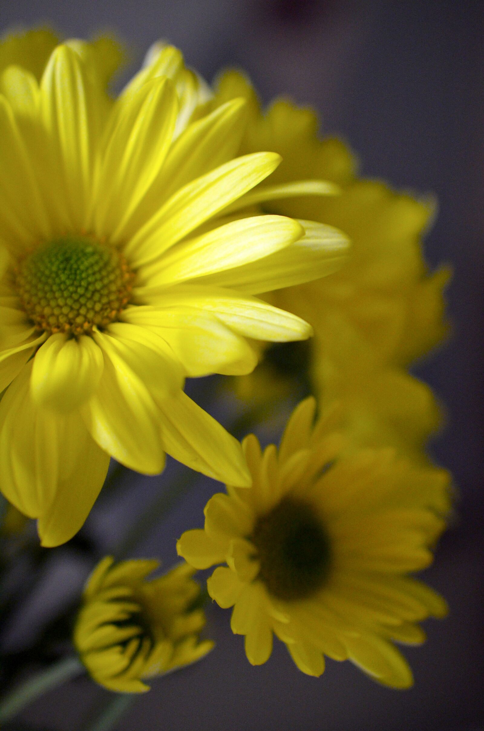 Nikon D7000 sample photo. Yellow, flower, daises photography