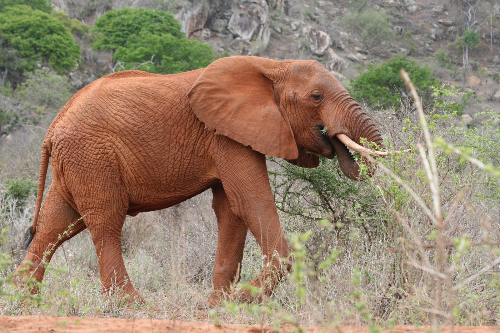 Canon EOS 400D (EOS Digital Rebel XTi / EOS Kiss Digital X) sample photo. Elephant, kenya, food photography