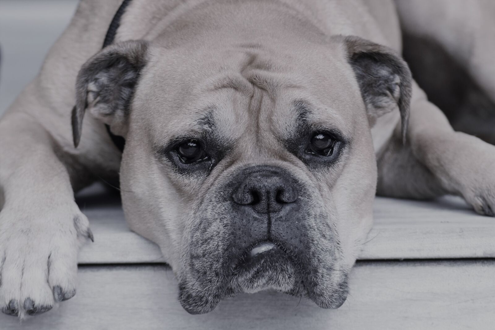 Nikon D5500 sample photo. Continental bulldog, animal, dog photography