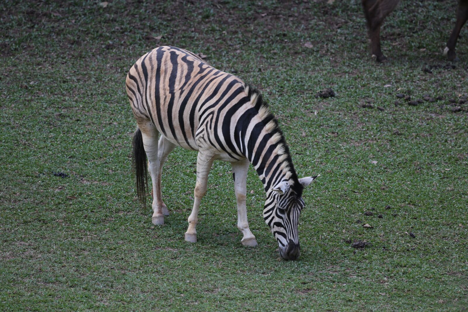 Canon EF 100-400mm F4.5-5.6L IS USM sample photo. Zebra, animal, striped photography