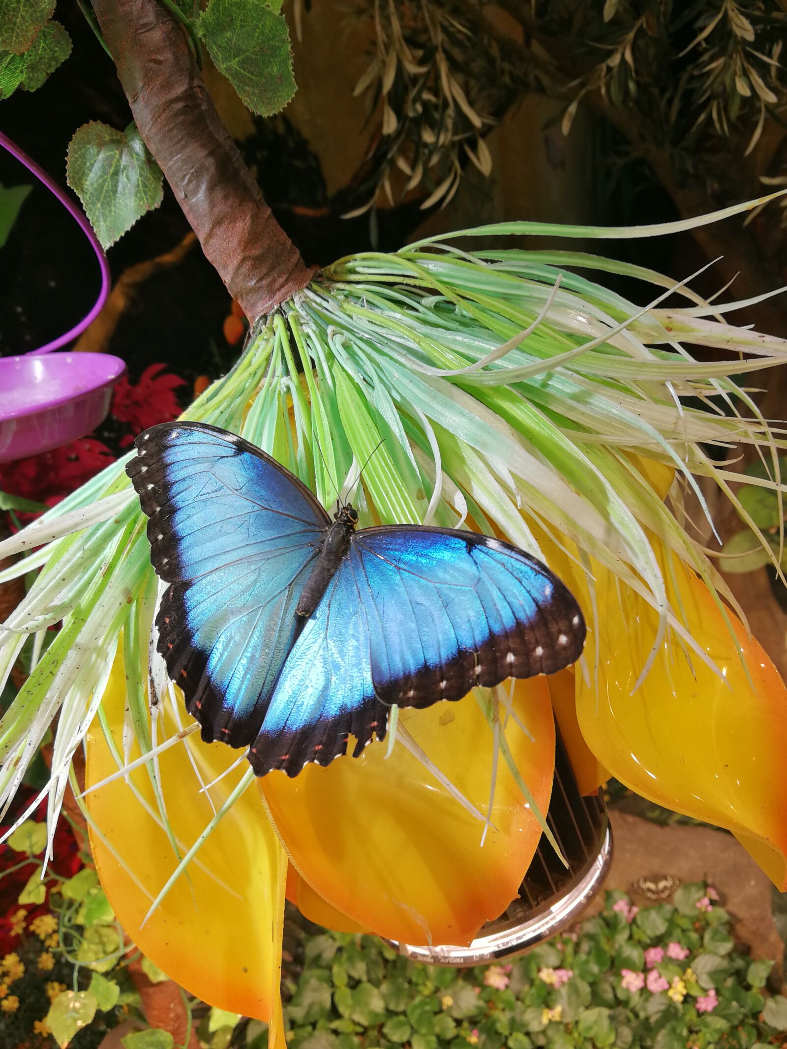 HUAWEI P10 sample photo. Butterfly, blue, insect photography