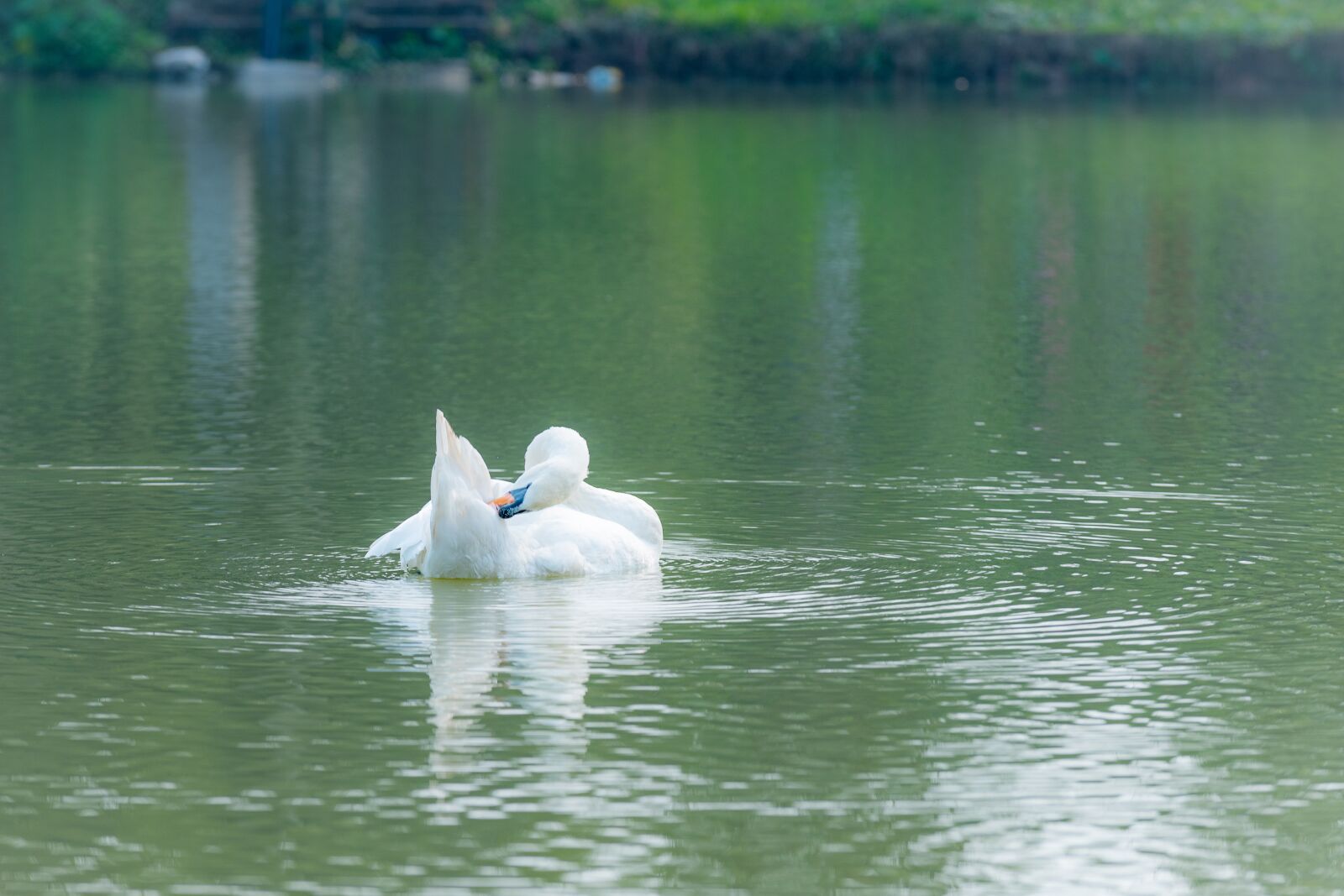Nikon D810 sample photo. Swan, outdoor, water photography
