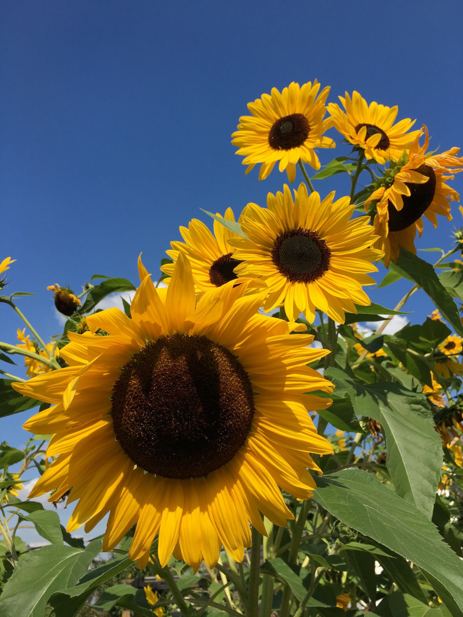 Apple iPhone 6s sample photo. Sunflower, yellow, sun photography