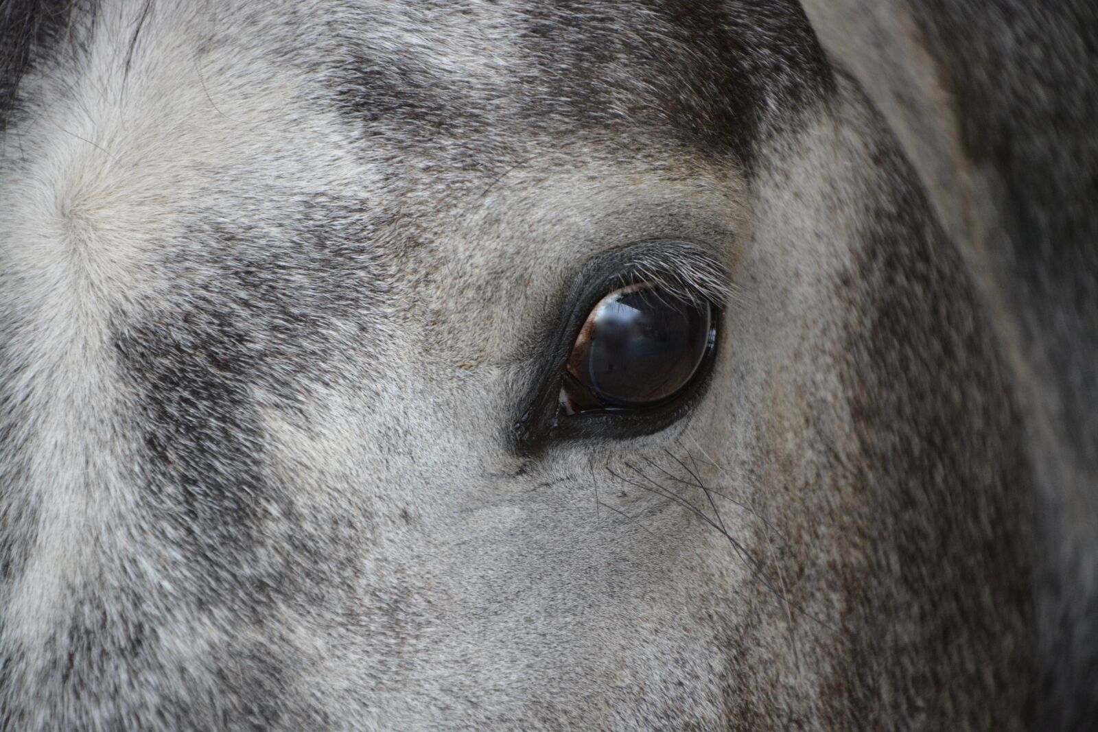 Nikon D5200 sample photo. Horse, eye, head photography