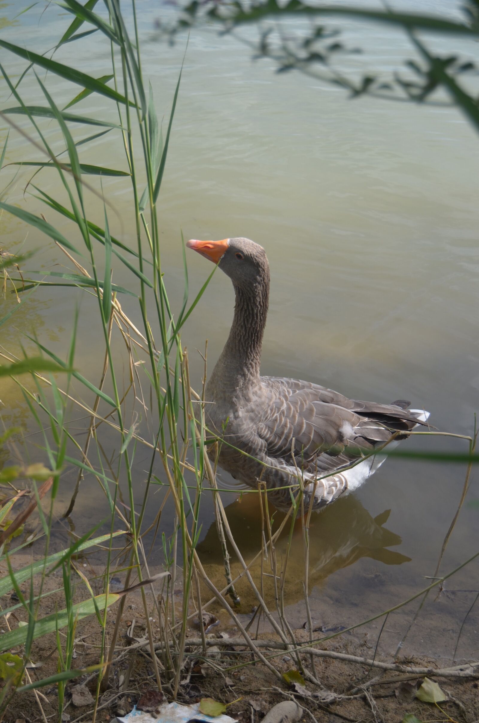 Nikon D5100 sample photo. Goose, animals, nature photography