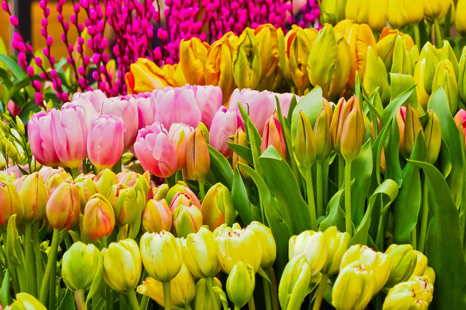 Olympus OM-D E-M10 sample photo. Flowers, spring, season photography