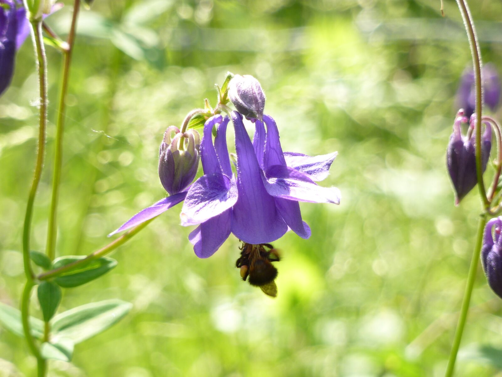 Panasonic Lumix DMC-ZS1 (Lumix DMC-TZ6) sample photo. Columbine, flower, violet photography