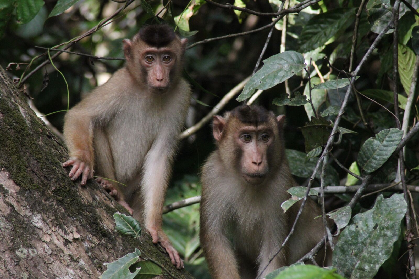 Canon EOS 550D (EOS Rebel T2i / EOS Kiss X4) sample photo. Monkeys, borneo, wildlife photography