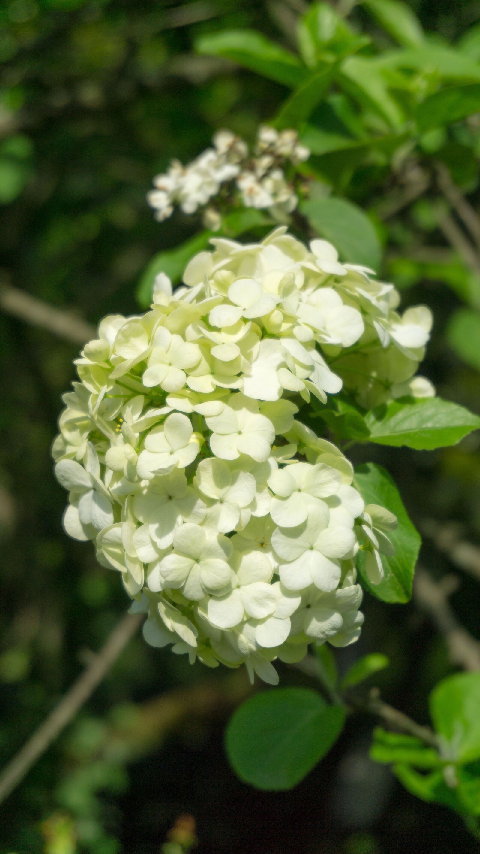 Sony a5100 sample photo. Nature, plant, flower photography