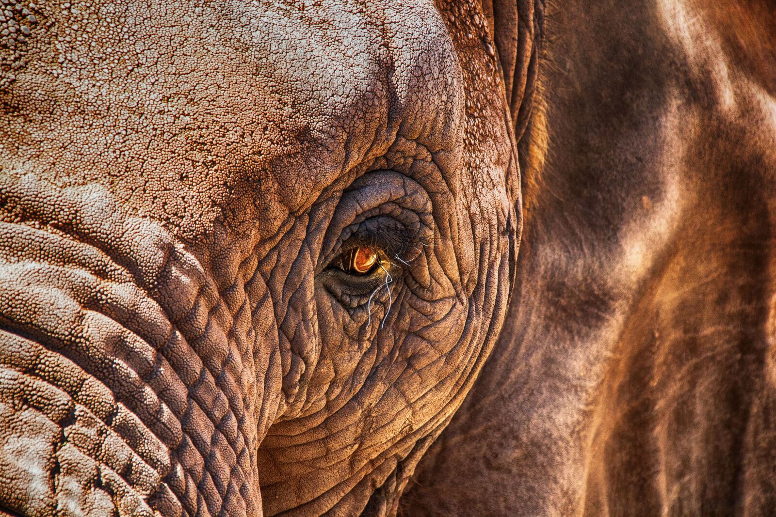 Canon EOS 600D (Rebel EOS T3i / EOS Kiss X5) sample photo. Elephant, eye, close up photography