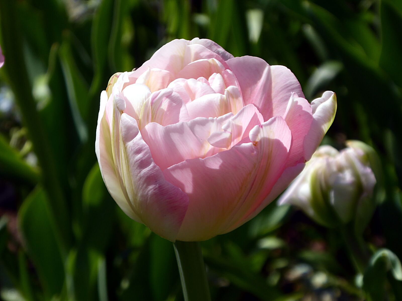 Panasonic Lumix DMC-ZS50 (Lumix DMC-TZ70) sample photo. Tulip, flower, pink photography