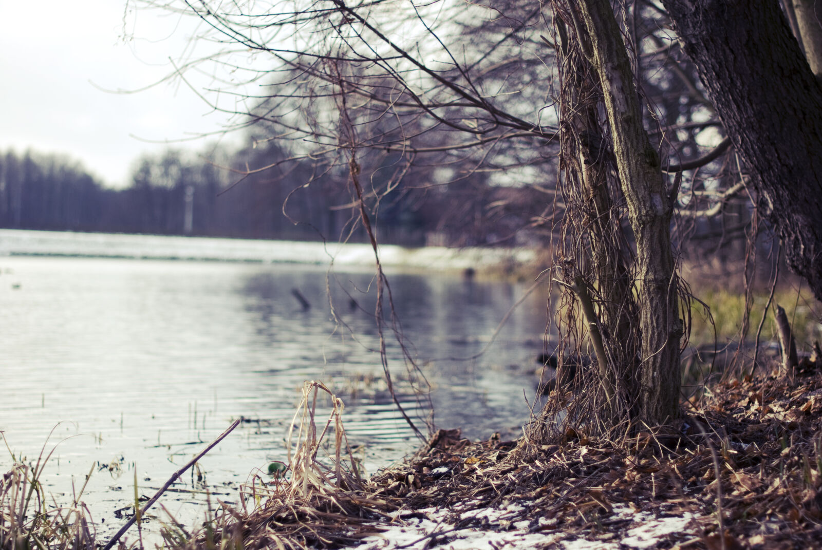 Nikon D60 sample photo. River, trees photography