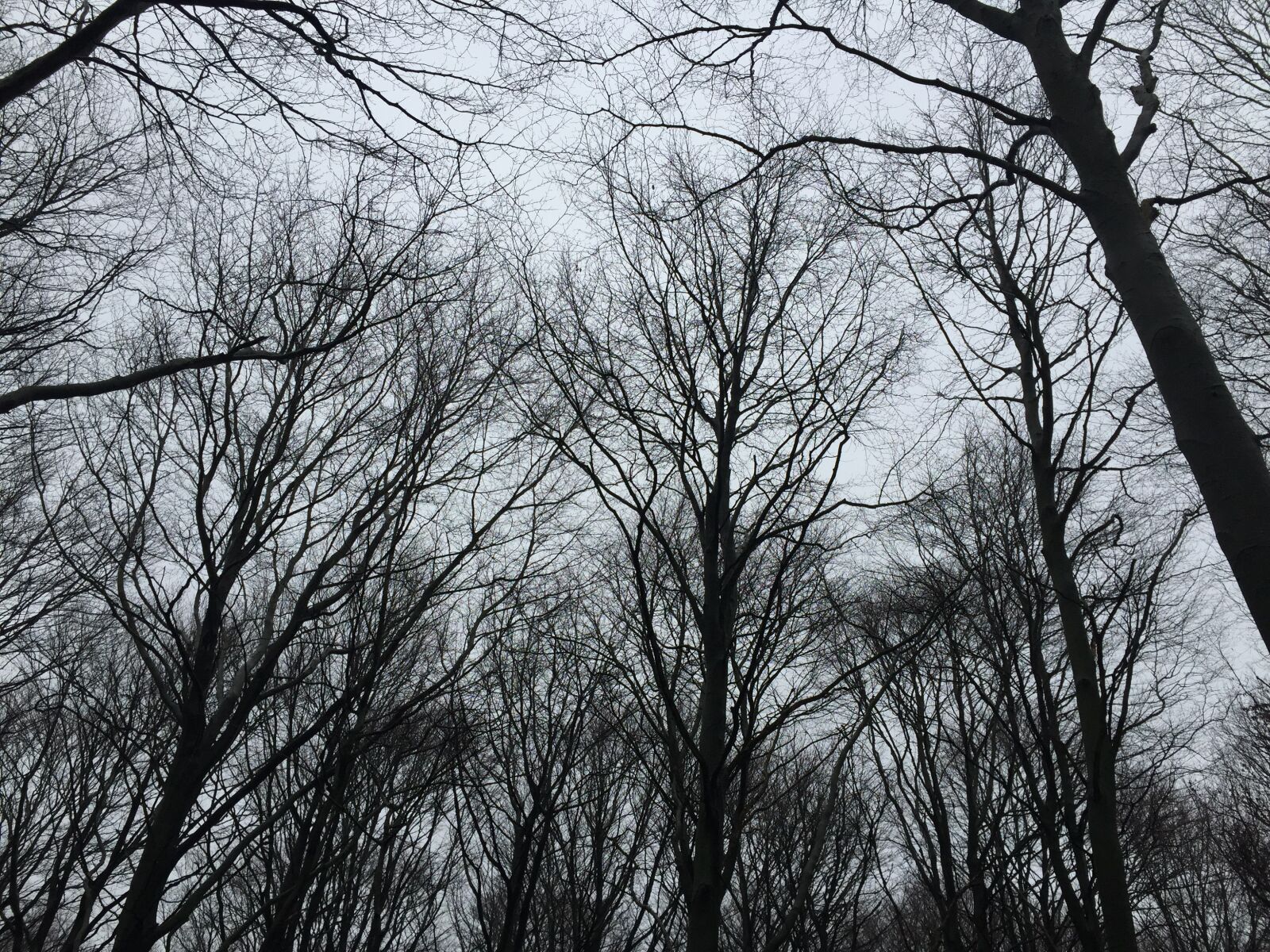 Apple iPhone 6 sample photo. Trees, treetop, natural photography