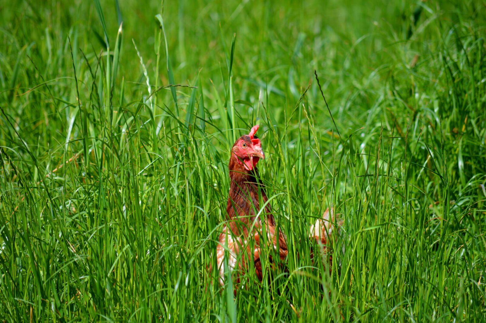 Nikon D3200 sample photo. Chicken, hen, poultry photography