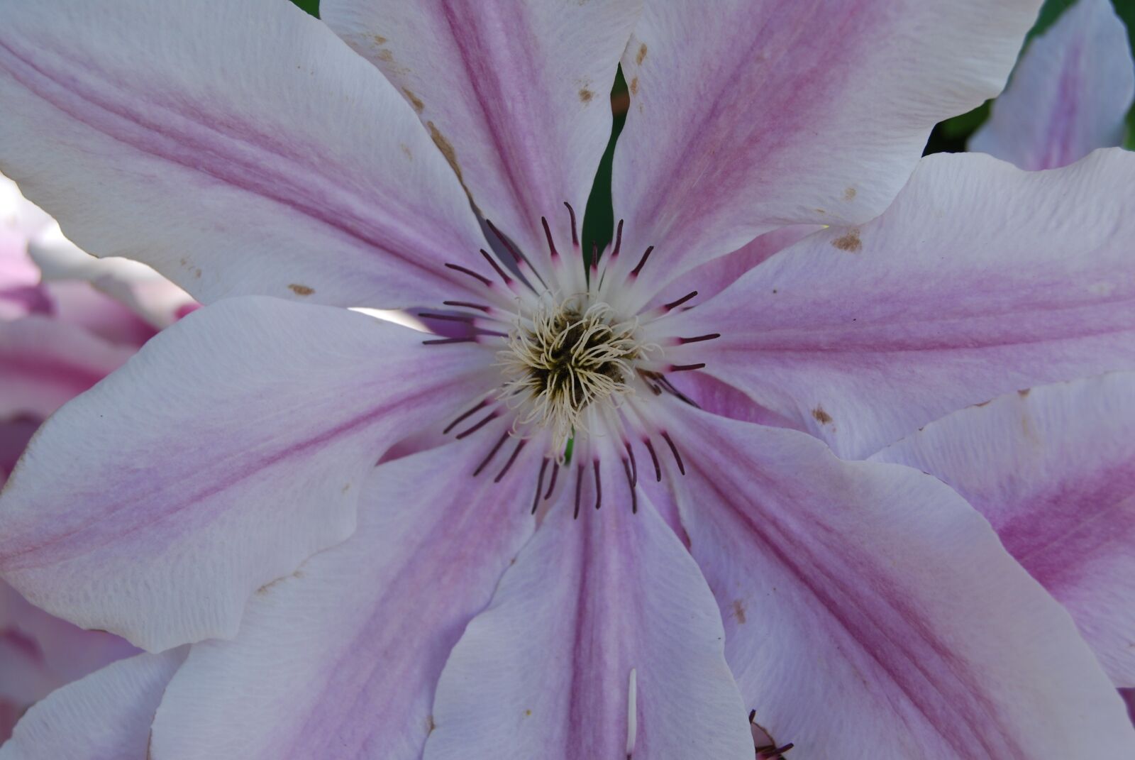 Nikon D40X sample photo. Clematis, flowers, plant photography