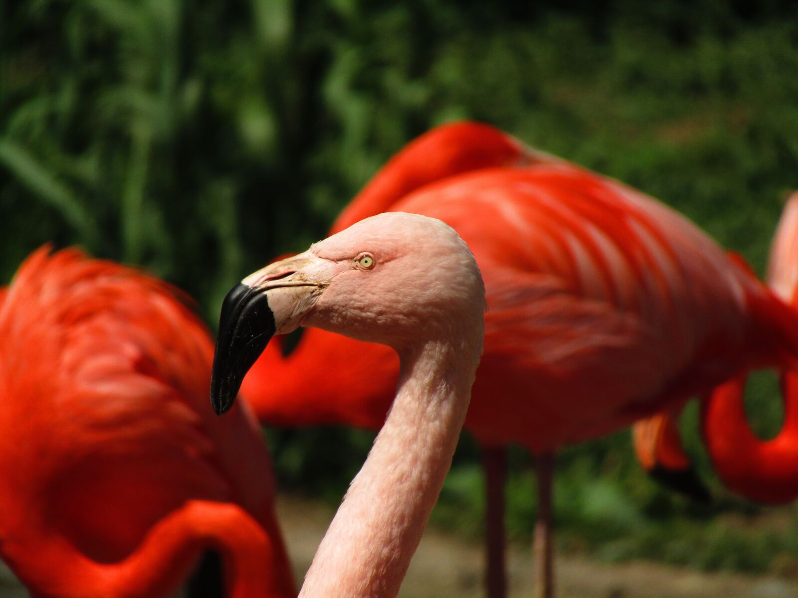 Canon PowerShot SX410 IS sample photo. Flamingo, pink, pink flamingo photography