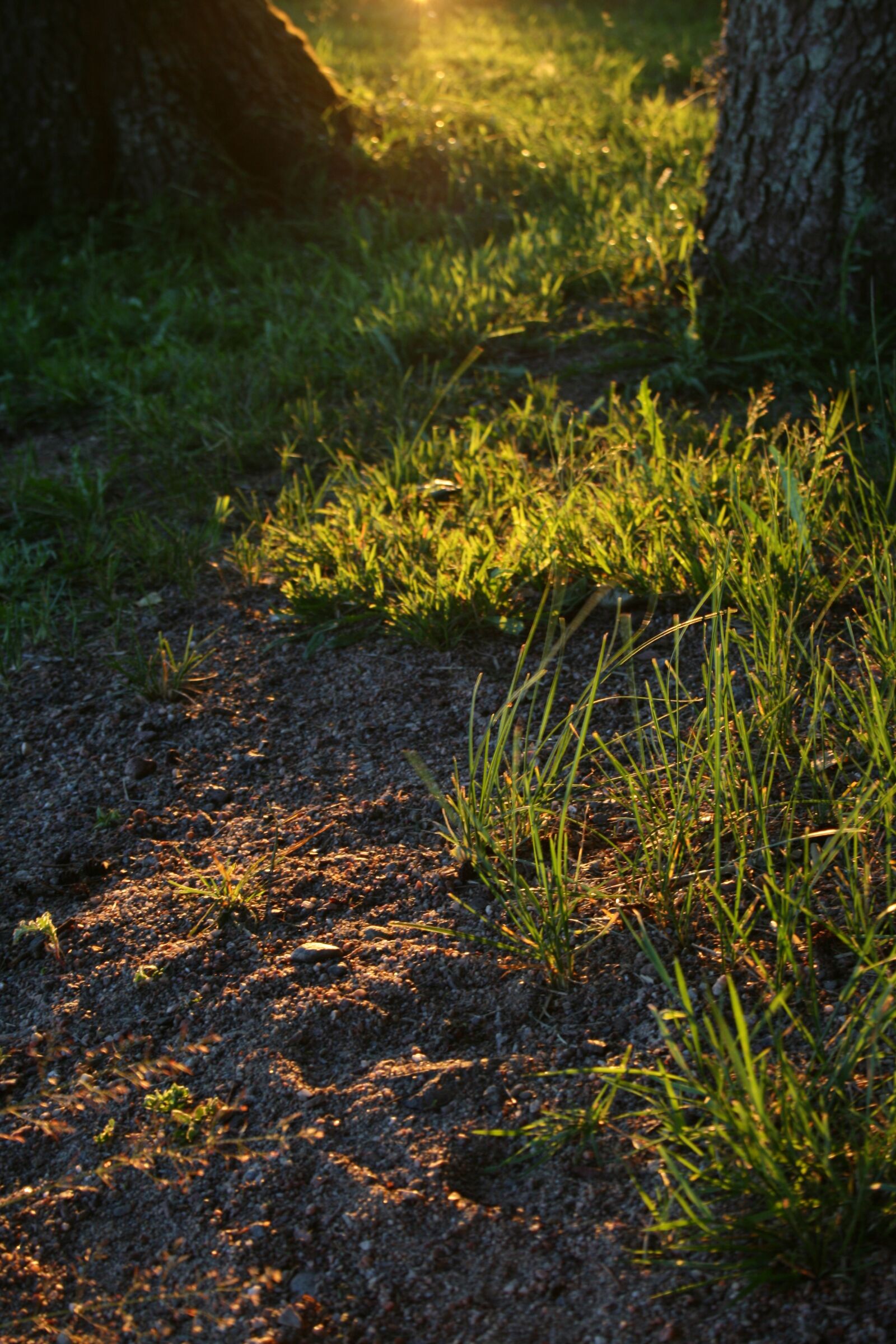 Canon EOS 400D (EOS Digital Rebel XTi / EOS Kiss Digital X) sample photo. Green, sunset, atmosphere photography